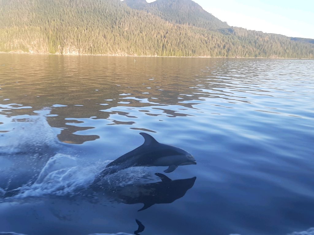 Pacific White Sided Dolphin jumping