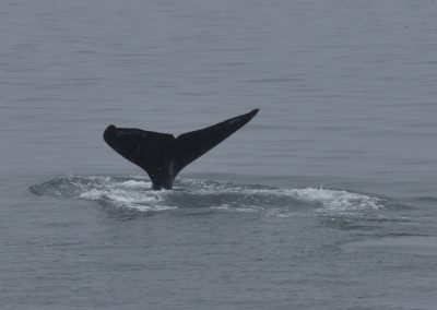 Humpback whale